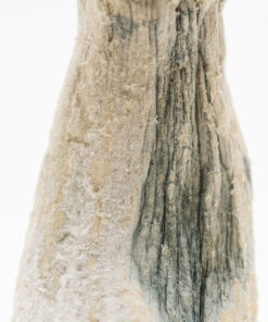 Buy Penis Envy Virginia Magic Mushroom USA
