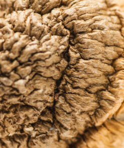 Buy Penis Envy Magic Mushroom Seattle USA