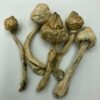 Buy Arenal Volcano Magic Mushrooms US