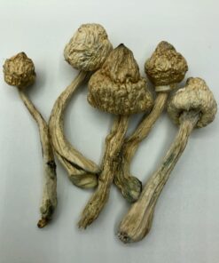Buy Arenal Volcano Magic Mushrooms US