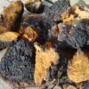 Buy Chaga Magic Mushroom Online USA