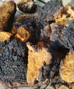 Buy Chaga Magic Mushroom Online USA